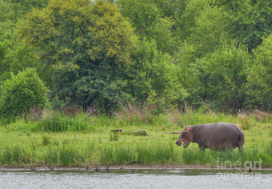 Grazing Hippo Photograph by Brian Kamprath
