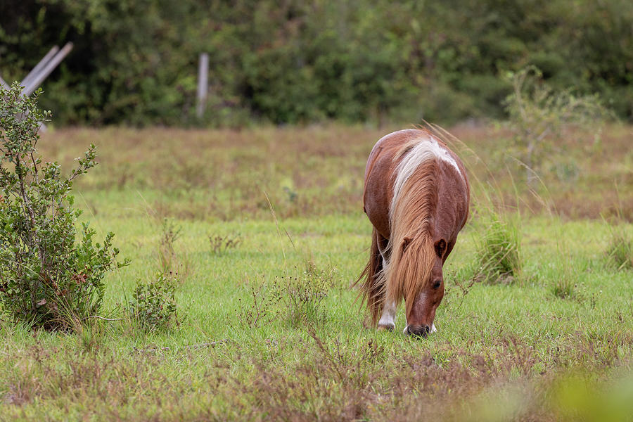 Grazing Horse #291 Photograph by Michael Fryd