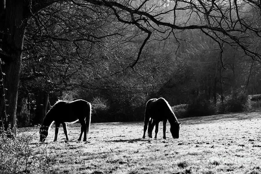 Grazing horse in black and white Photograph by James Brunker