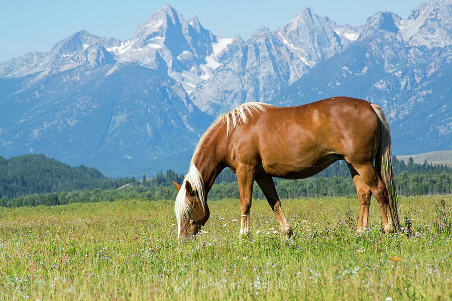 Grazing Horse in the Shadows of the Grand Tetons Photograph by Bruce Gourley