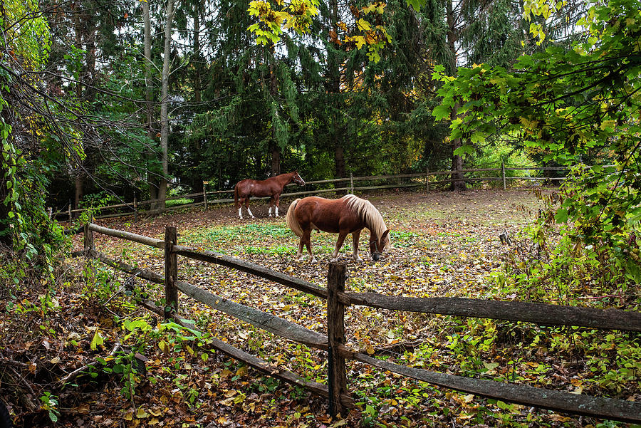 Grazing Horses in Bedford Massachusetts Photograph by Toby McGuire