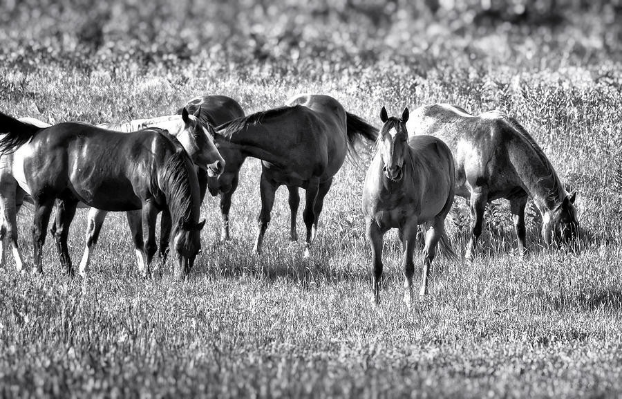 Black And White Photograph - Grazing Horses in Black and White by Allen Olson