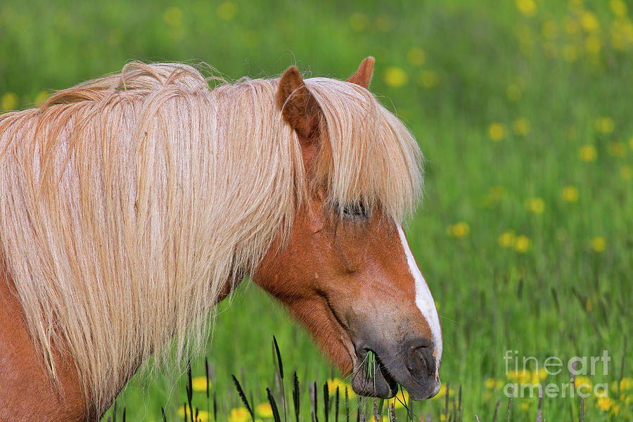 Grazing Icelandic Horse Photograph by Arterra Picture Library