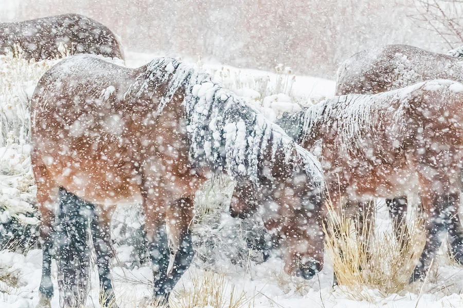 Grazing in a Blizzard Photograph by Marc Crumpler
