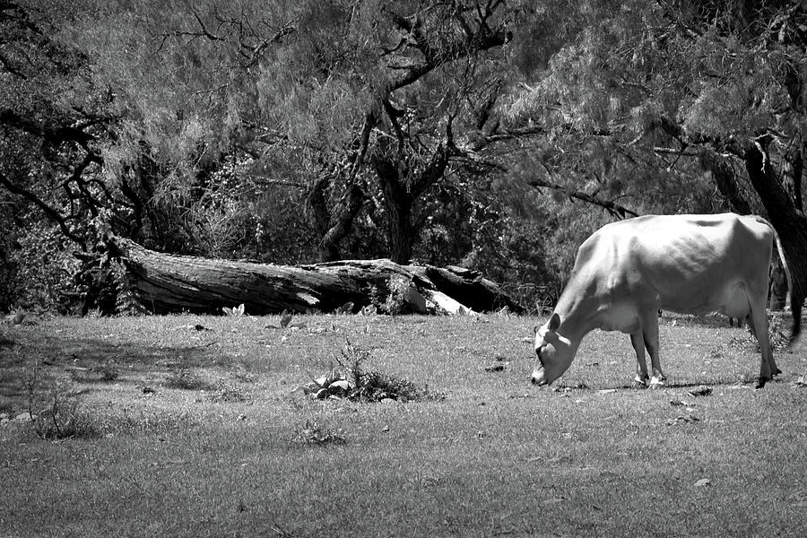 Grazing in Black and White Photograph by Nadalyn Larsen
