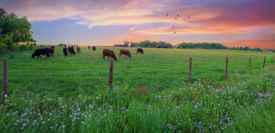 Grazing in Spring Pastures Photograph by Lynn Bauer