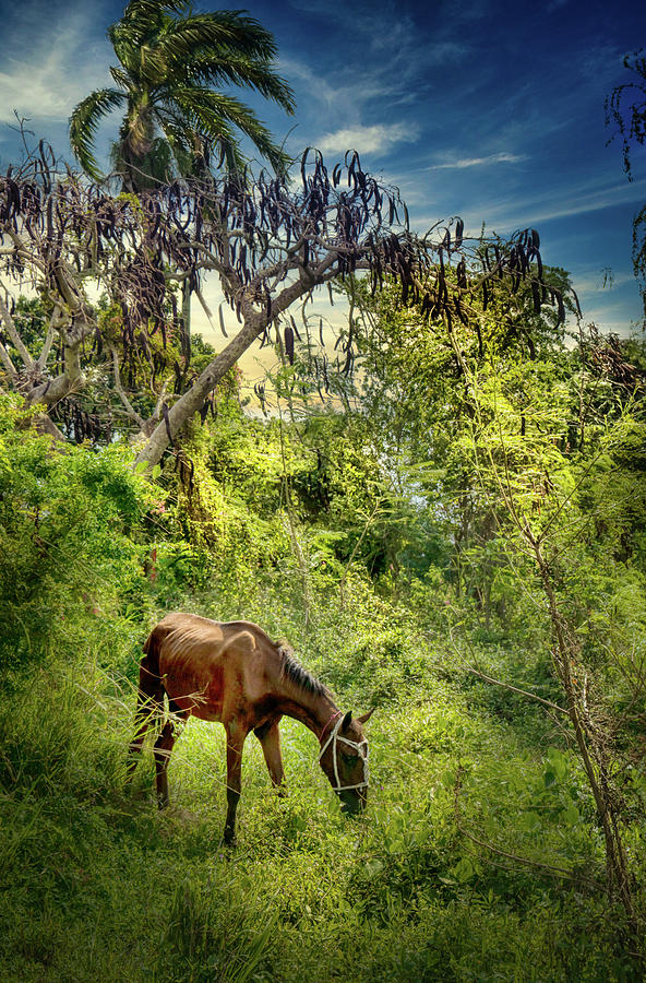 Grazing in the forest Photograph by Micah Offman
