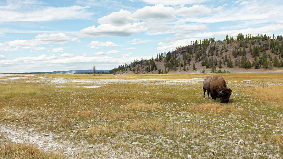 Grazing in the Grass -- American Bison in Yellowstone National Park, Wyoming Photograph by Darin Volpe