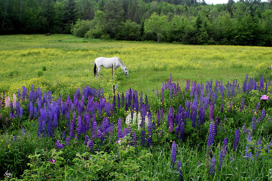 Grazing in the Lupine Photograph by Wayne King