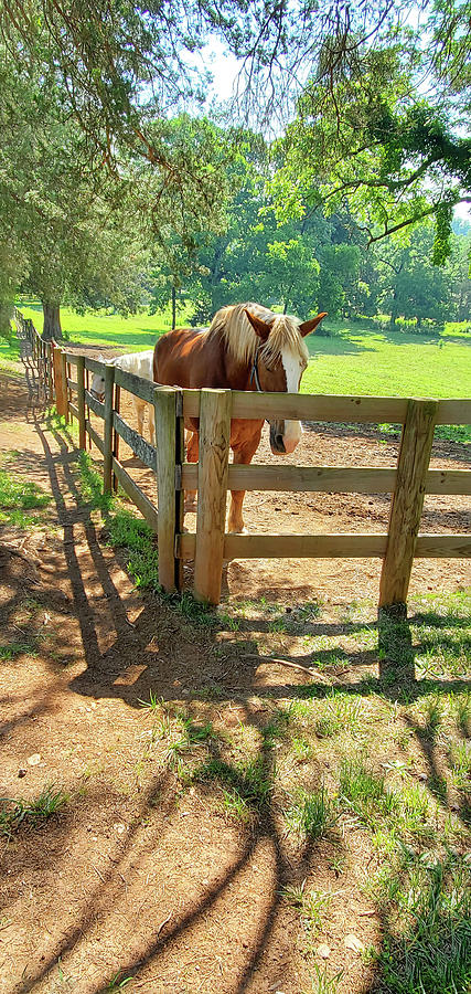 Grazing in the Shade of the Oak Trees Photograph by Sharon Williams Eng