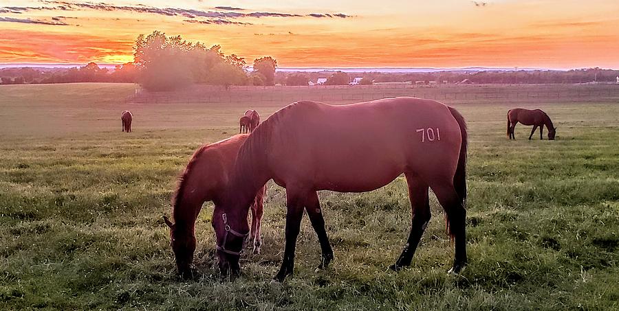 Horse Photograph - Grazing in the Twilight  by Paul Kercher
