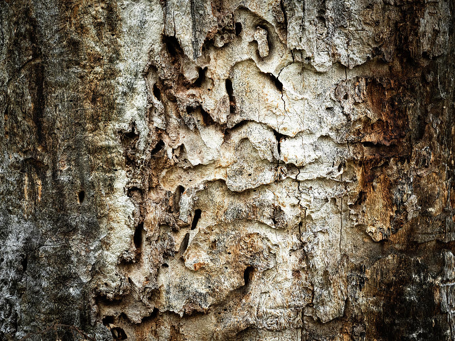 Grazing Marks Of Beetles Bark Of An Oak Tree Photograph By Stefan