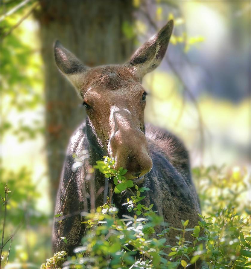 Grand Teton National Park Photograph - Grazing Moose by Dan Sproul