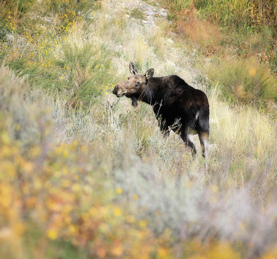 Grazing Moose In Autumn Photograph by Dan Sproul