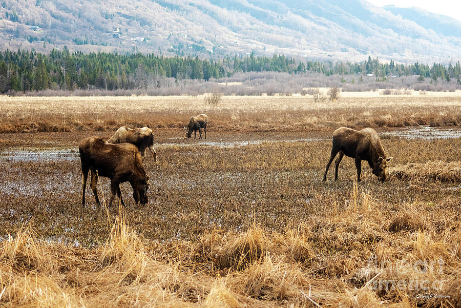 Grazing Moose Photograph by Steven Natanson