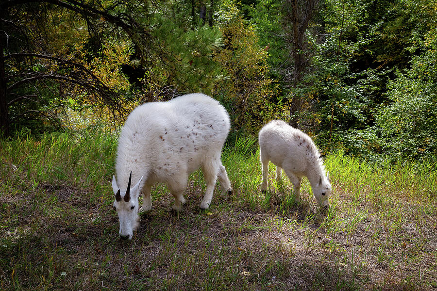 Mountain Goats Grazing in the Forest Photograph - Grazing Mountain Goats by Cindy Robinson