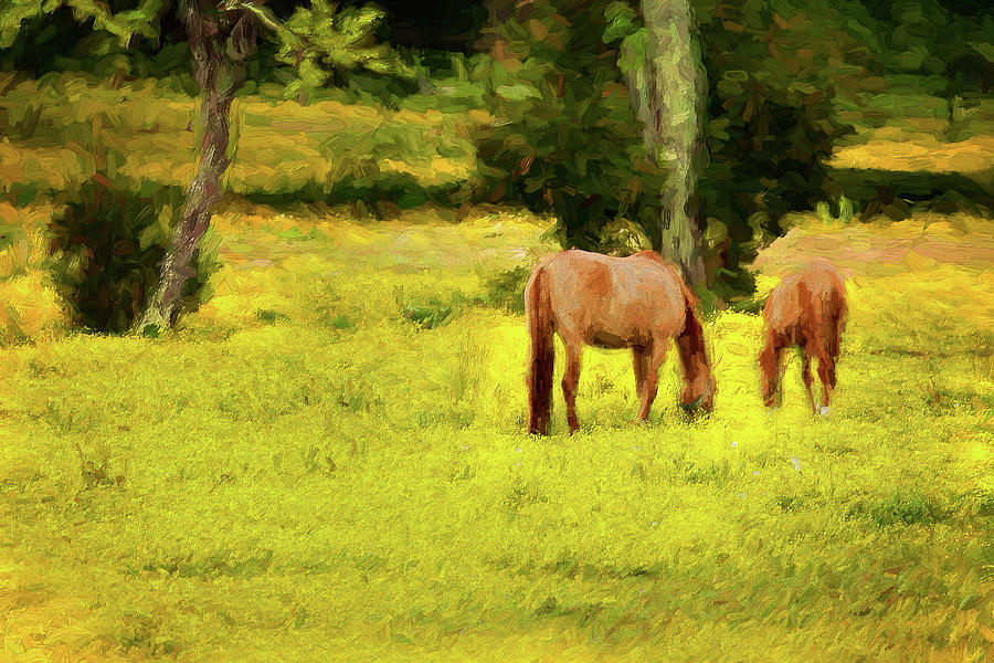 Grazing on Sunshine - Horses in a Pasture ap Photograph by Dan Carmichael