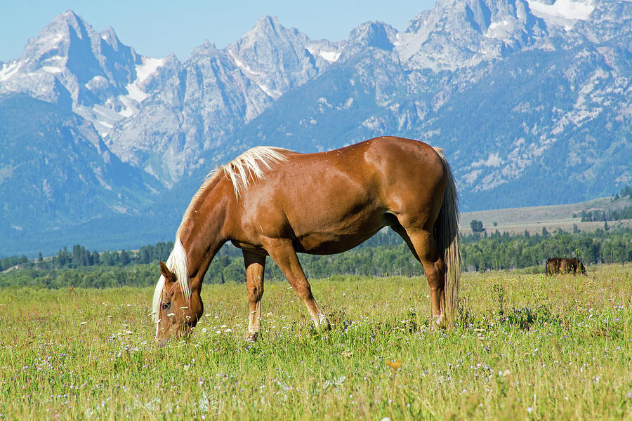 Grazing Palomino Horse in Grand Teton National Park Photograph by Bruce Gourley