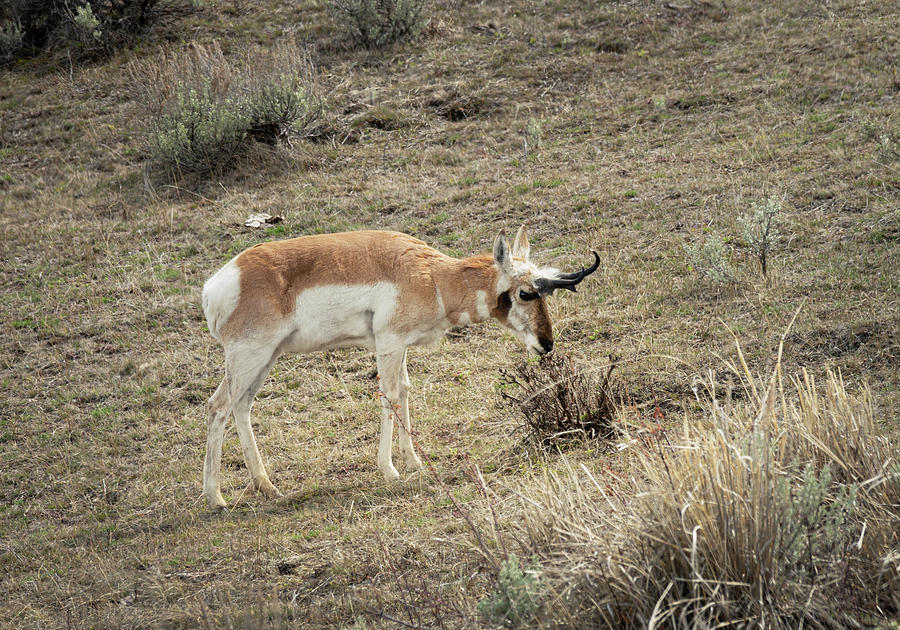 Grazing Pronghorn Antelope Photograph by Betty Depee