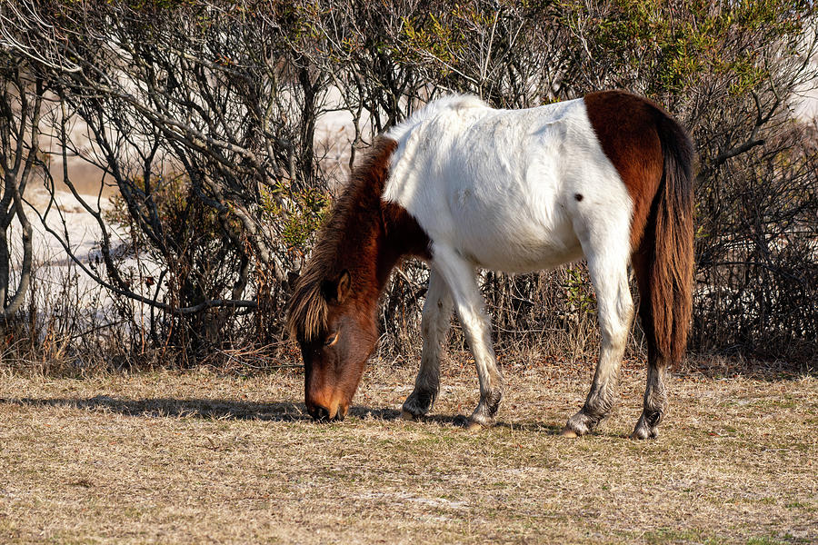 Grazing Photograph by Rose Guinther