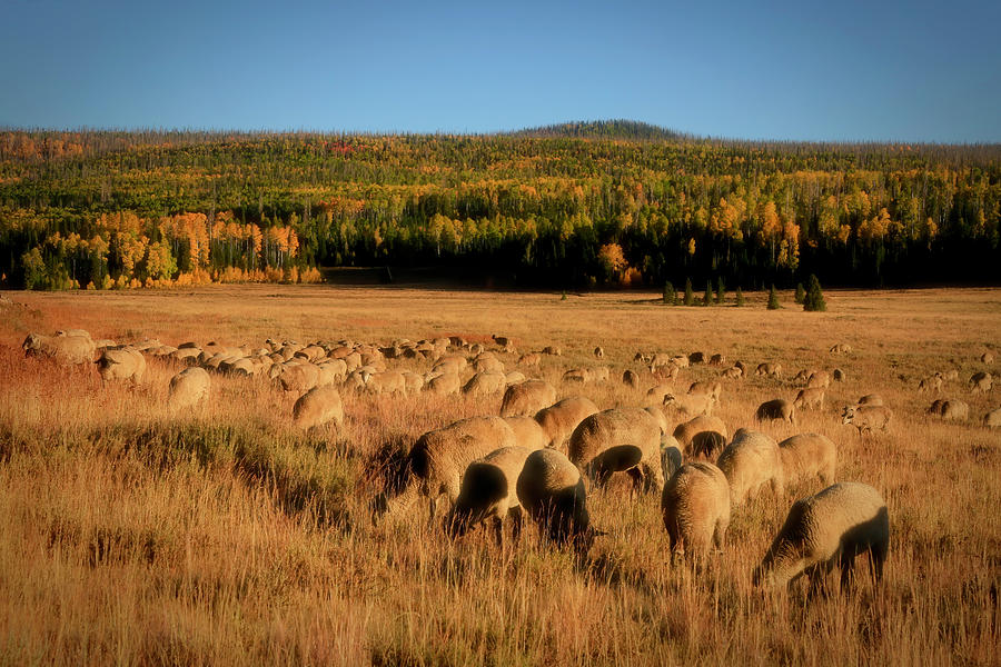 Grazing Sheep at Sunrise Photograph by Donna Kennedy