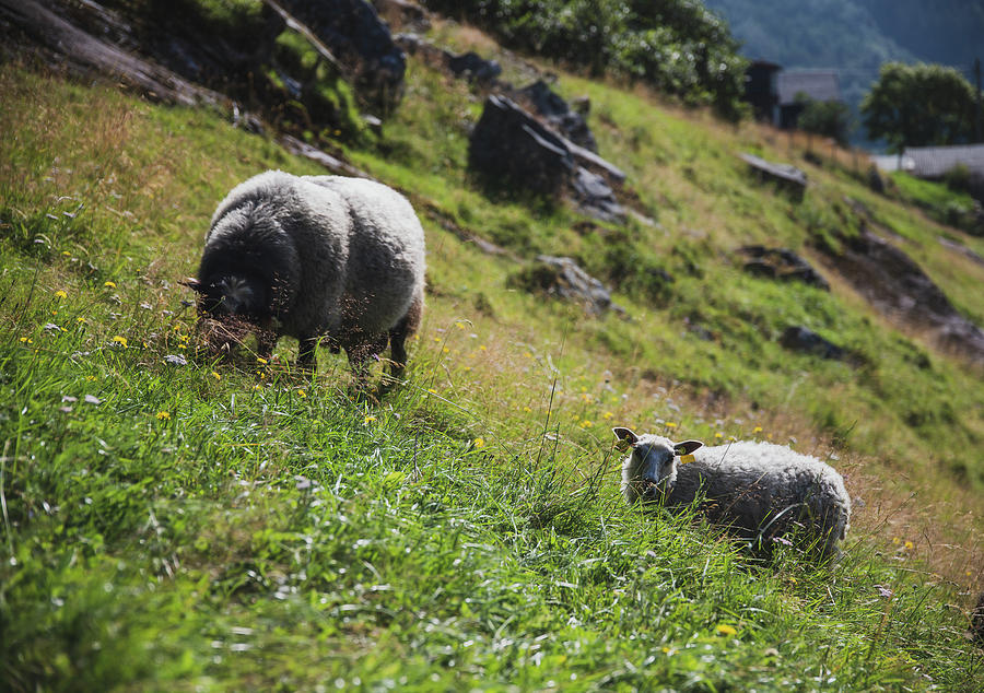 Sheep Photograph - Grazing Sheep by Nicklas Gustafsson