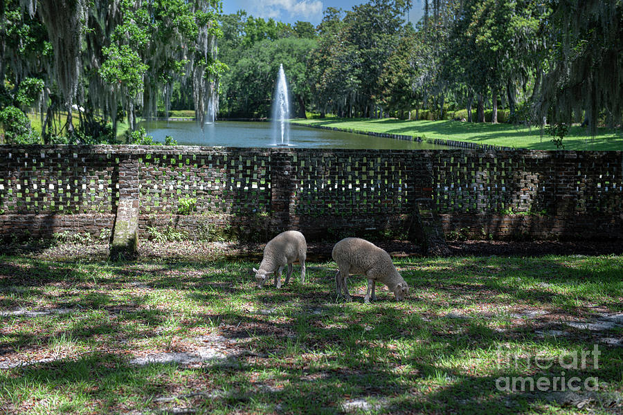 Grazing Sheep On Middleton Place Grounds Photograph