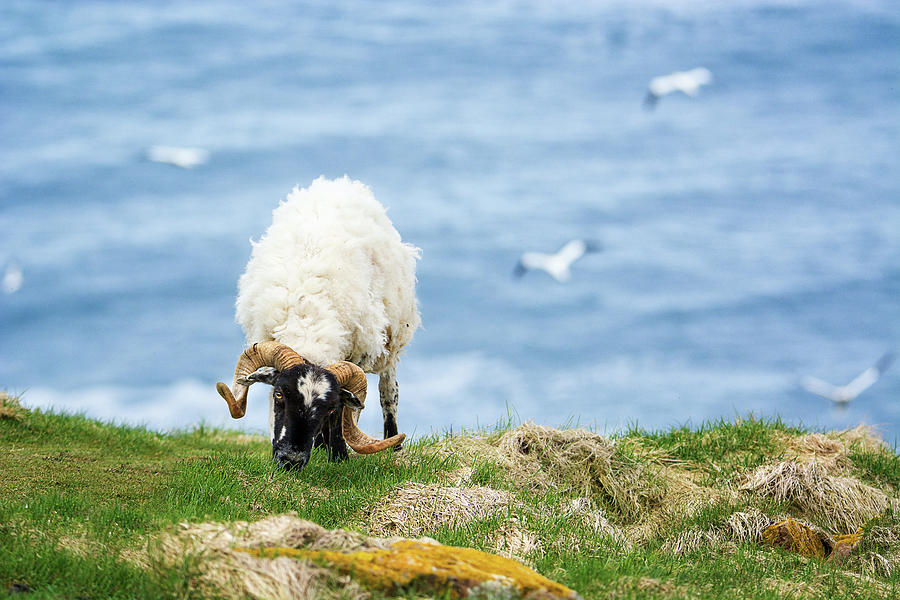 Grazing sheep  Photograph by Tracy Munson