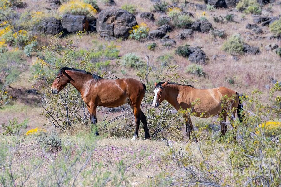 Grazing The Hillside Photograph by Jennifer Jenson - Fine Art America