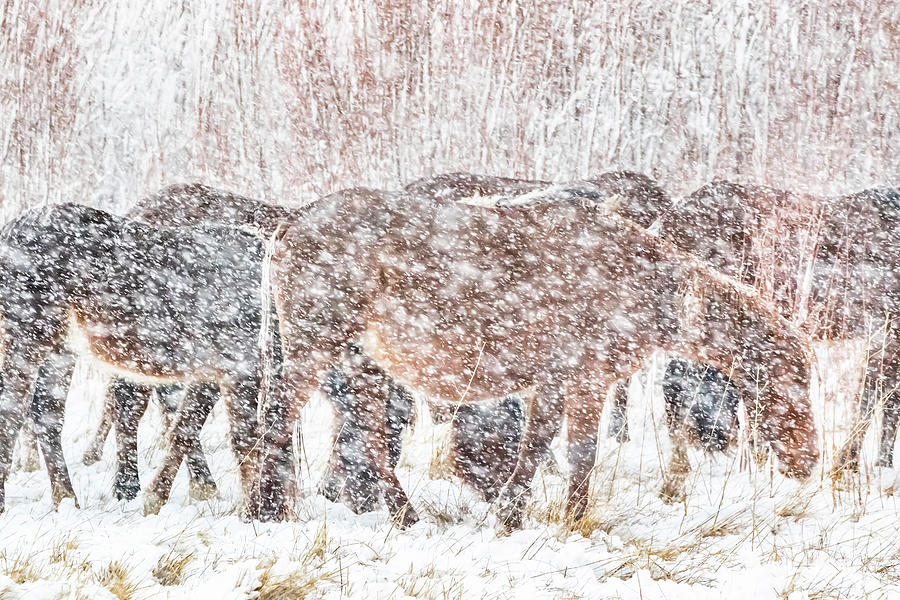 Grazing Through The Snow Photograph by Marc Crumpler