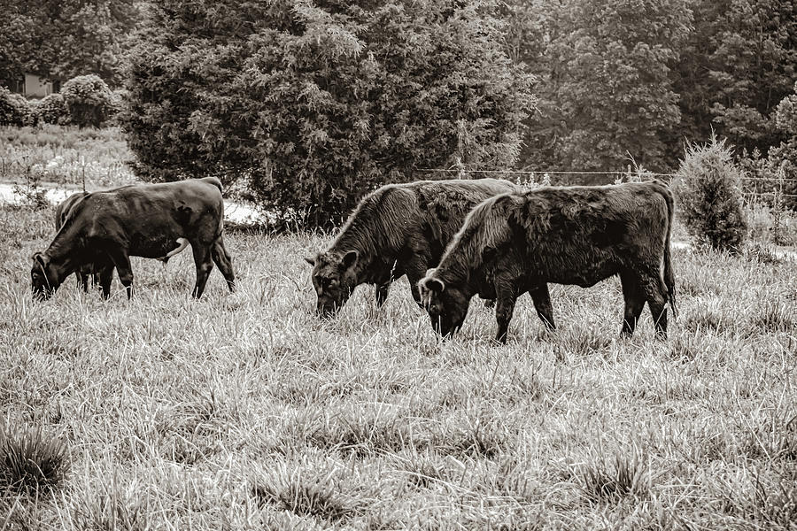 Grazing Time 2 Photograph by Linda Segerson