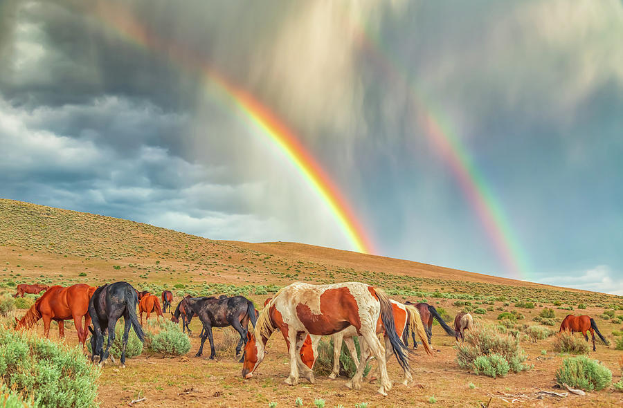 Grazing Under a Double Rainbow Photograph by Marc Crumpler