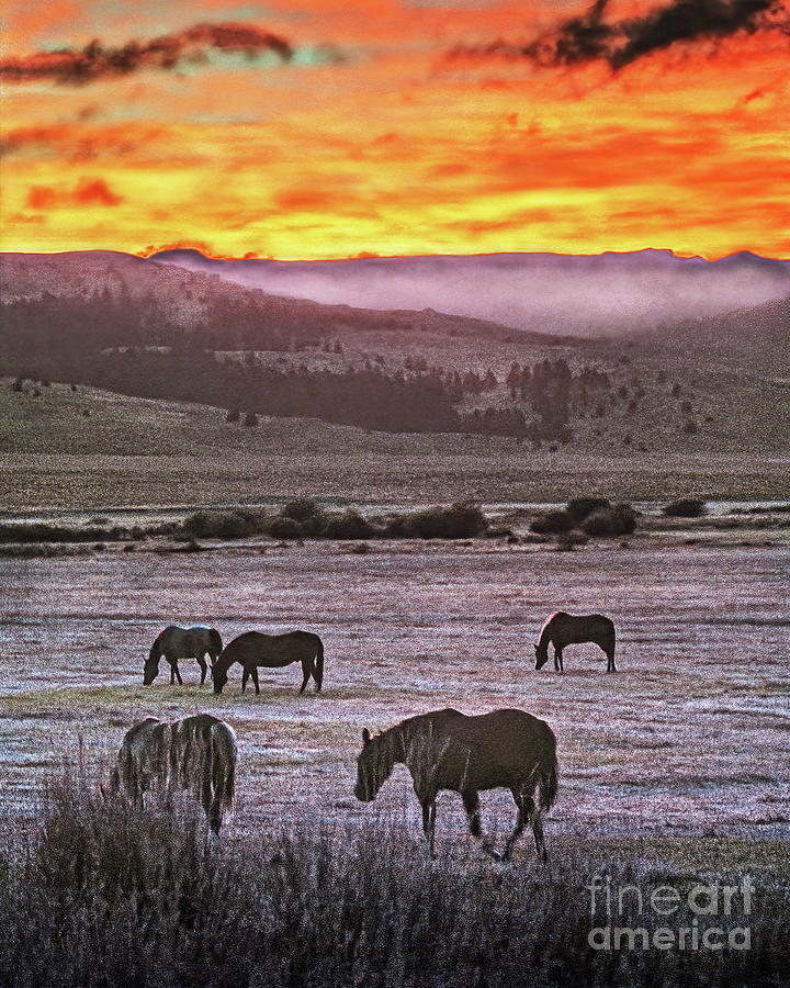 Grazing Wild Horses Photograph by Don Schimmel