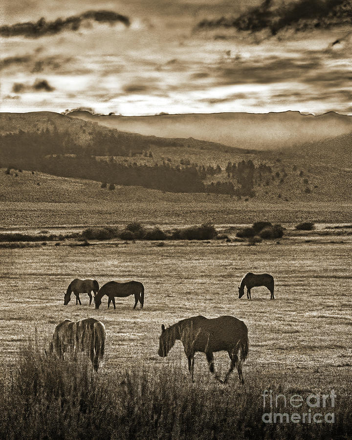 Grazing Wild Horses, Sepia Photograph by Don Schimmel