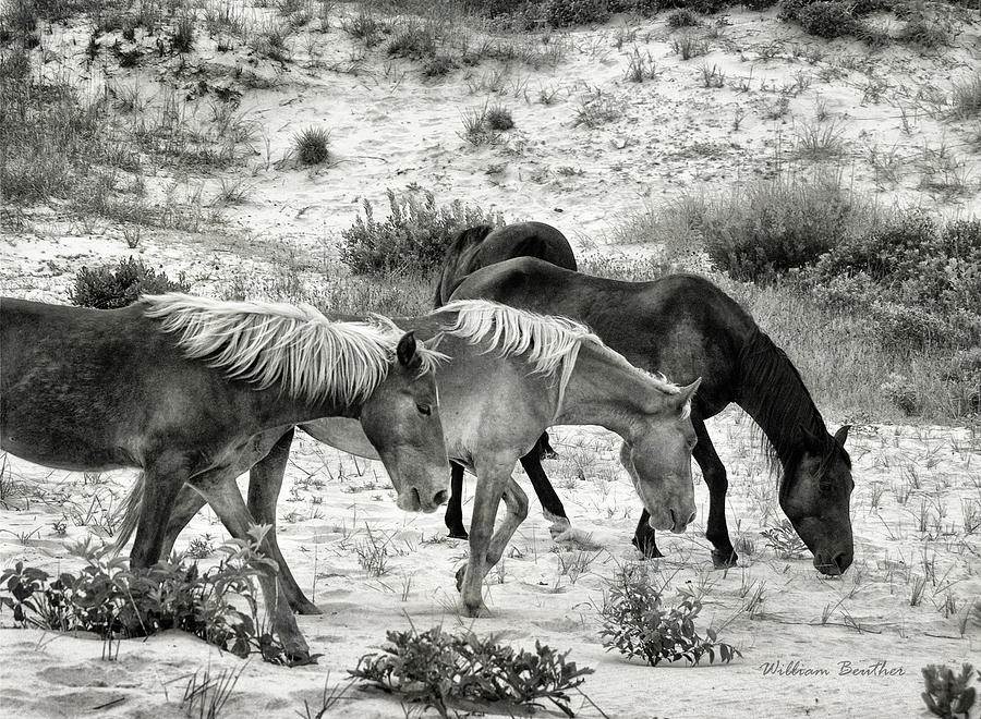 Grazing Photograph by William Beuther