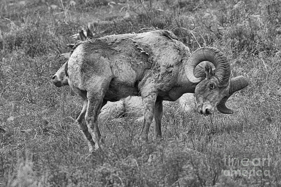 Grazing With A Wary Eye Black And White Photograph by Adam Jewell