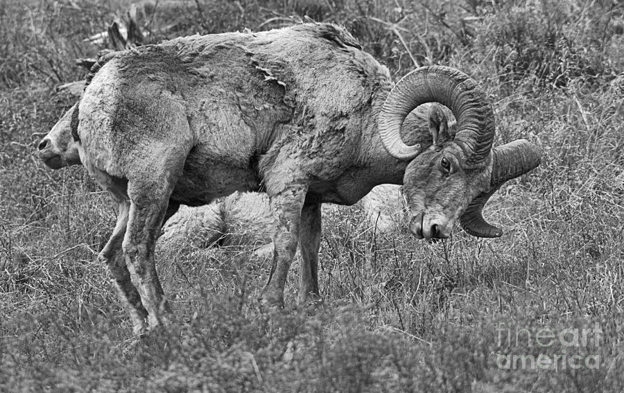 Grazing With A Wary Eye Crop Black And White Photograph by Adam Jewell