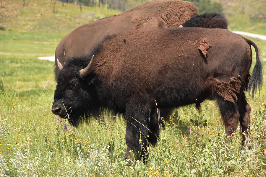 Grazing Young Bison in a Field with Wildflowers Photograph by DejaVu ...