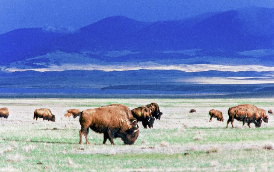 Buffaloes Grazing in South Park Colorado Photograph by George Garcia