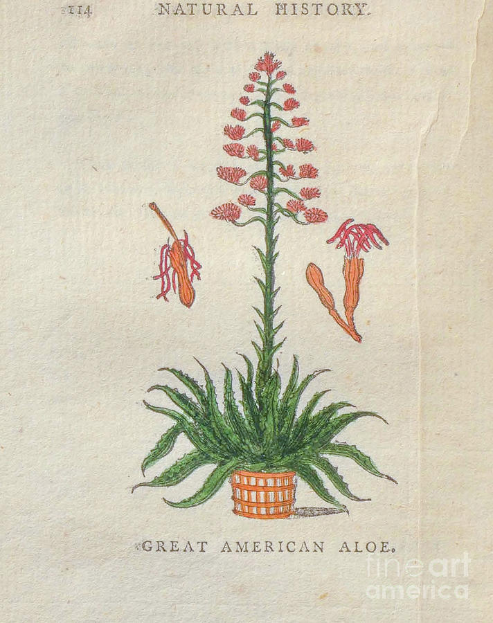 Great American Aloe t2 Drawing by Botany