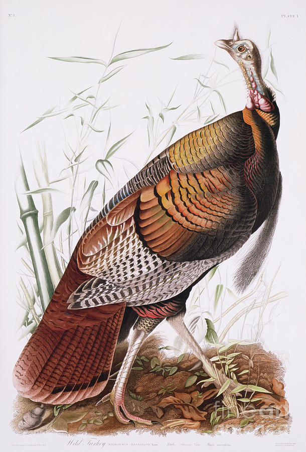 Turkey Painting - Great American Cock, or Wild Turkey by John James Audubon