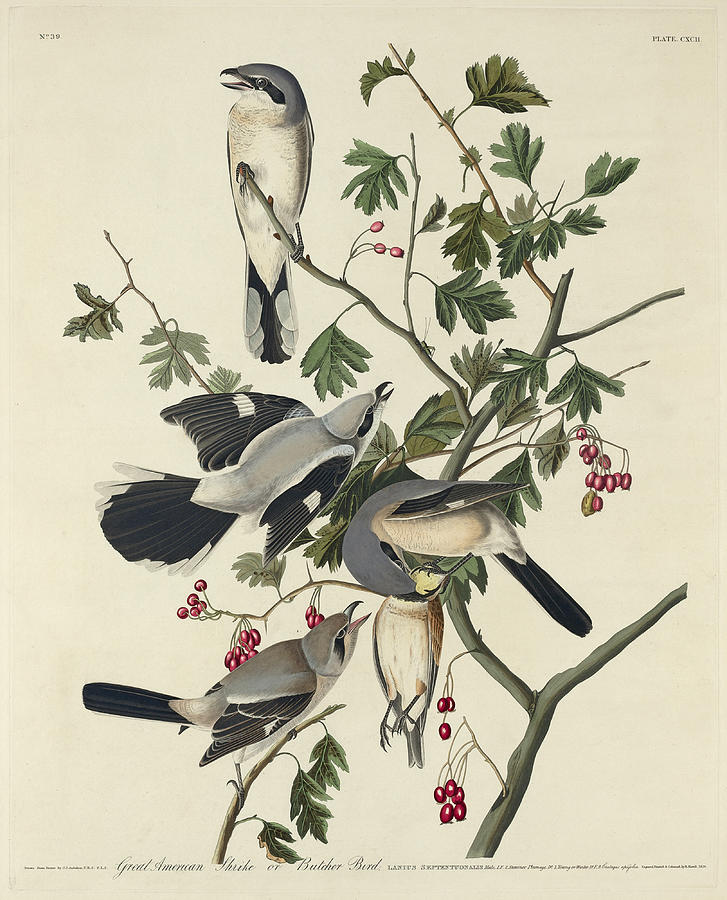 Great American Shrike or Butcher Bird Drawing by Robert Havell