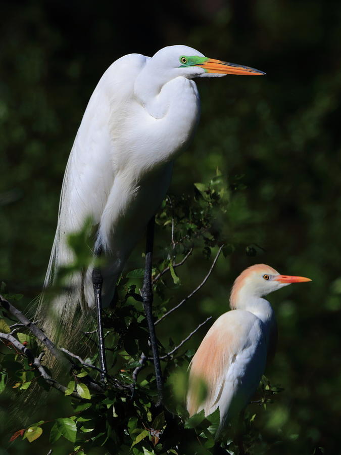 Great and Cattle Egret Photograph by Daniel Koglin