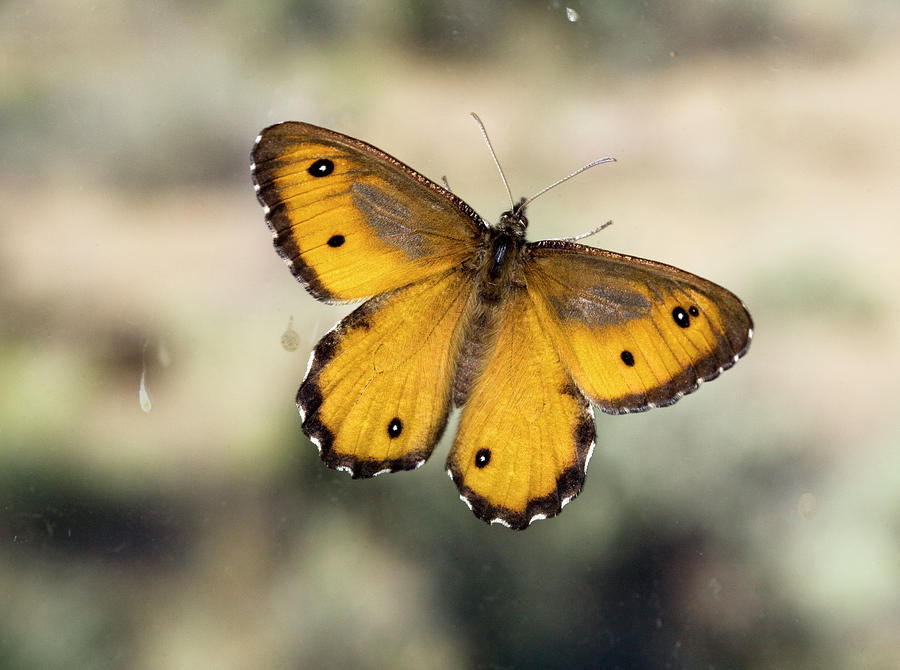 Great Arctic Butterfly Photograph by Buddy Mays
