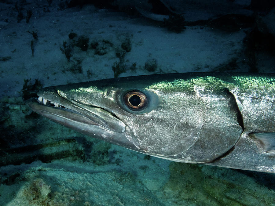 Great Barracuda Photograph by Brian Weber