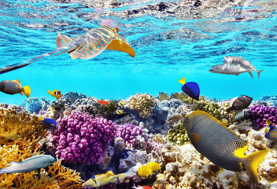 Great Barrier Reef Fish And Corals Photograph by Beautiful Nature Prints
