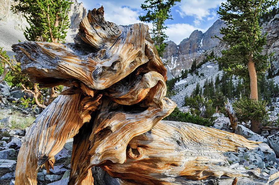 Great Basin Ancient Bristlecone Pine Photograph by Kyle Hanson