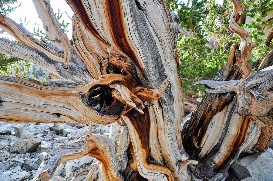 Great Basin Bristlecone Pine Detail Photograph by Kyle Hanson