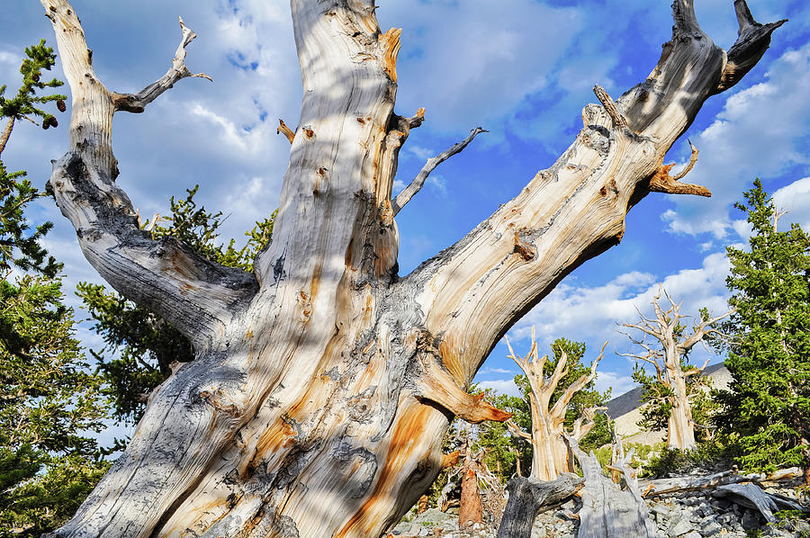 Great Basin Bristlecone Pine Photograph by Kyle Hanson