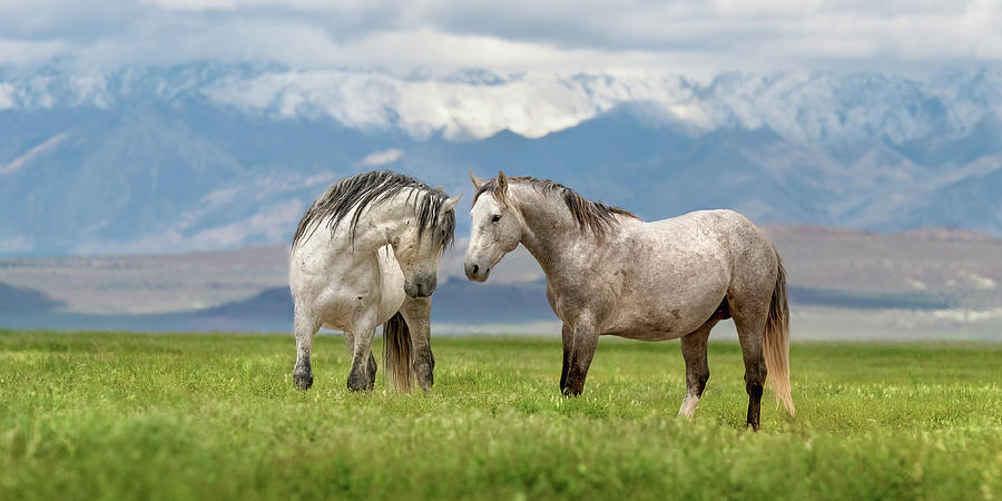 Great Basin Stallions. Photograph by Paul Martin
